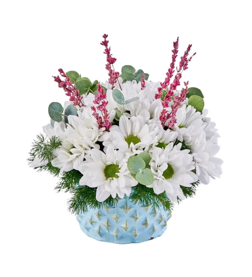Daisy Garden