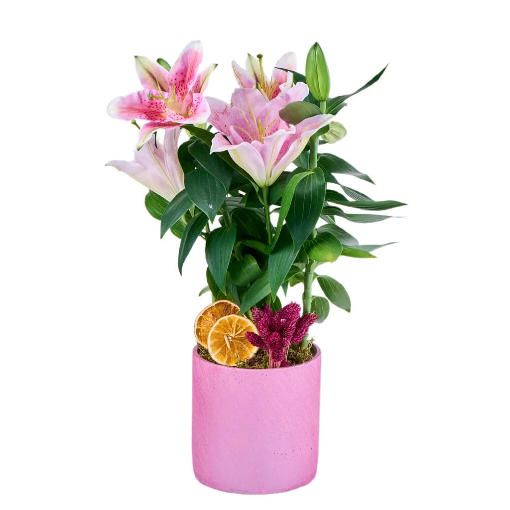 Saksılı Pembe Lilyum