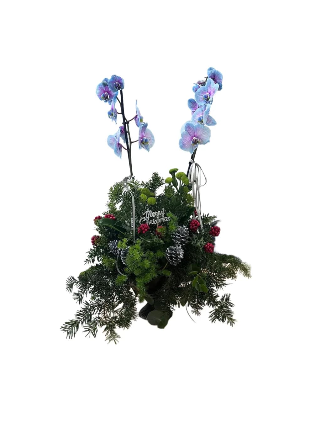 Santa's Blue Baby Orkide
